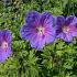 Geranium himalayense