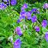 Geranium himalayense 'Gravetye'