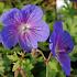 Geranium himalayense 'Gravetye'