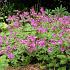 Geranium macr. 'Bevan's Variety'