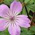 Geranium nodosum