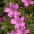 Geranium ox. 'Rosenlicht'