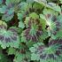 Geranium phaeum 'Samobor'