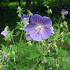 Geranium pratense