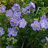 Geranium prat. 'Mrs Kendall Clark'