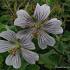 Geranium renardii