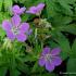 Geranium sylv. 'Mayflower'