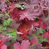 Geranium wlassovianum