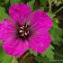 Geranium 'Anne Thomson'