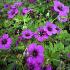 Geranium 'Anne Thomson'