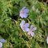 Geranium 'Blue Cloud'