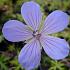 Geranium 'Blue Cloud'