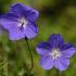 Geranium 'Brookside'