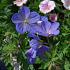 Geranium 'Johnson's Blue'