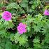 Geranium 'Kahn'