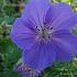 Geranium 'Orion'