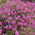 Geranium 'Patricia'