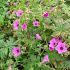 Geranium 'Patricia'