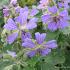 Geranium 'Philippe Vapelle'