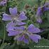 Geranium 'Philippe Vapelle'