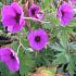 Geranium 'Tiny Monster'