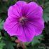 Geranium 'Tiny Monster'