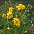 Geum chiloense 'Lady Stratheden'