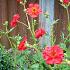 Geum chiloense 'Mrs Bradshaw'