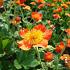 Geum coccineum 'Borisii'