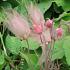 Geum triflorum