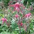 Geum triflorum