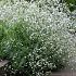 Gypsophila paniculata