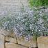 Gypsophila 'Rosenschleier'