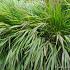 Hakonechloa macra