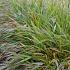 Hakonechloa macra