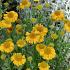 Helenium aut. 'Pumilum Magnificum'