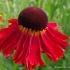 Helenium 'Moerheim Beauty'