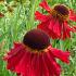 Helenium 'Moerheim Beauty'