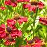 Helenium 'Rubinzwerg'