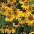 Helenium 'Wyndley'