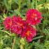 Helianthemum 'Cerise Queen'