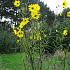 Helianthus salicifolius