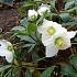 Helleborus niger