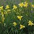 Hemerocallis citrina