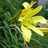 Hemerocallis citrina