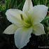 Hemerocallis 'Arctic Snow'