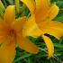 Hemerocallis 'Aten'