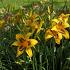 Hemerocallis 'Bonanza'