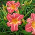 Hemerocallis 'Cherry Cheeks'