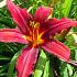 Hemerocallis 'Crimson Pirate'